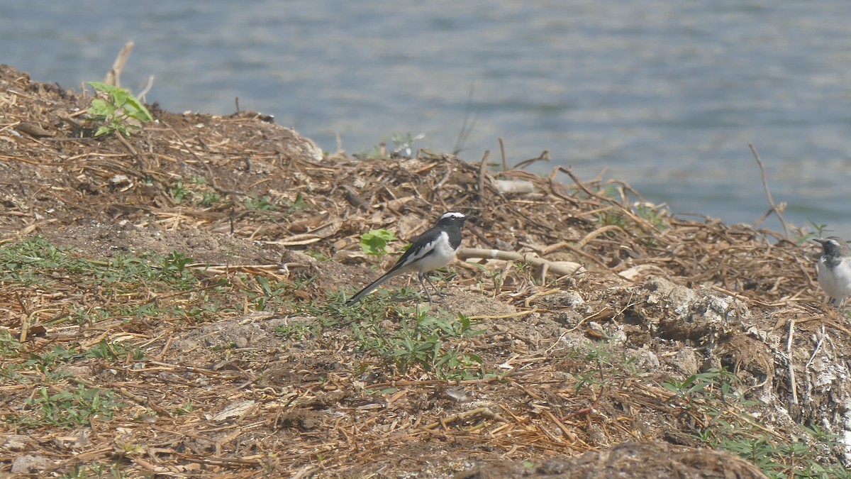 White-browed Wagtail - ML646889633