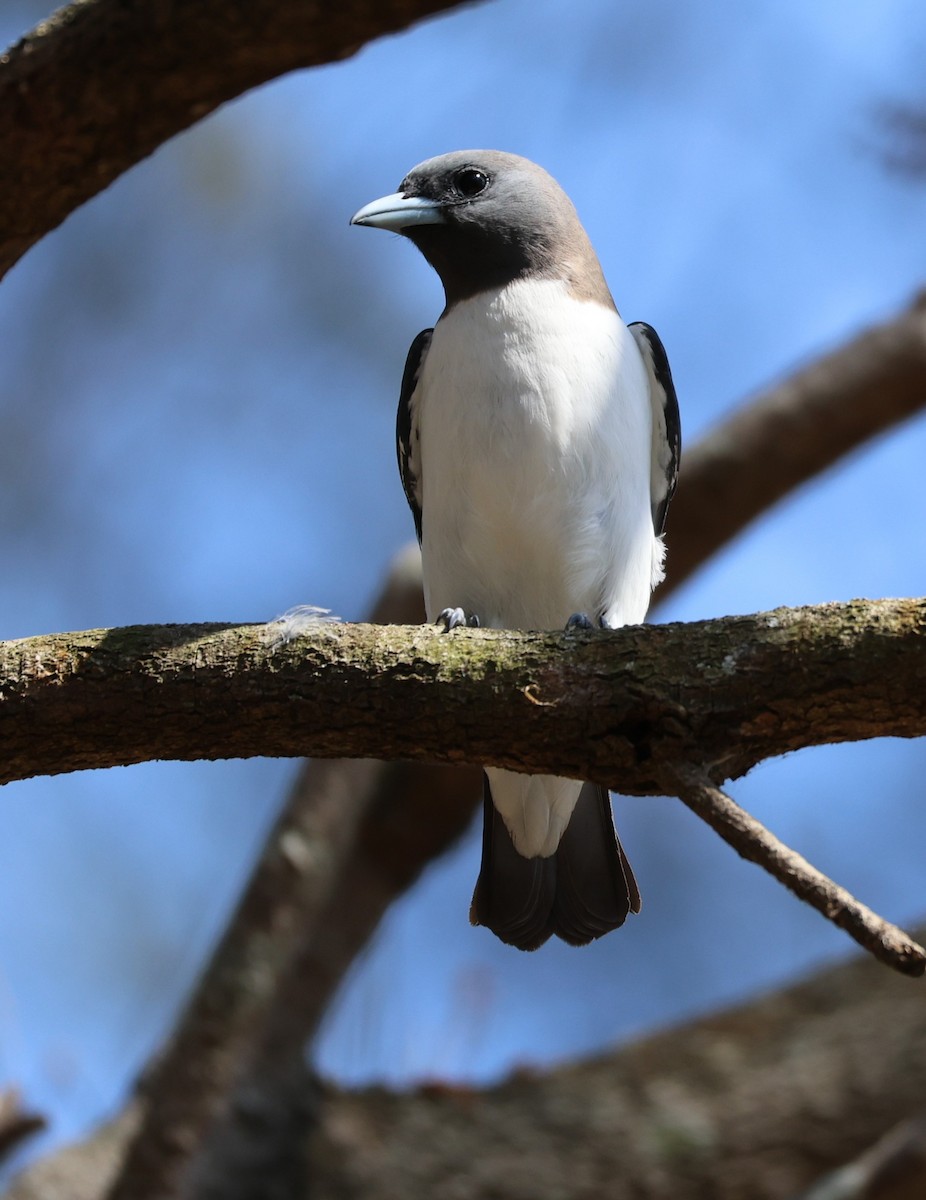 White-breasted Woodswallow - ML646889634