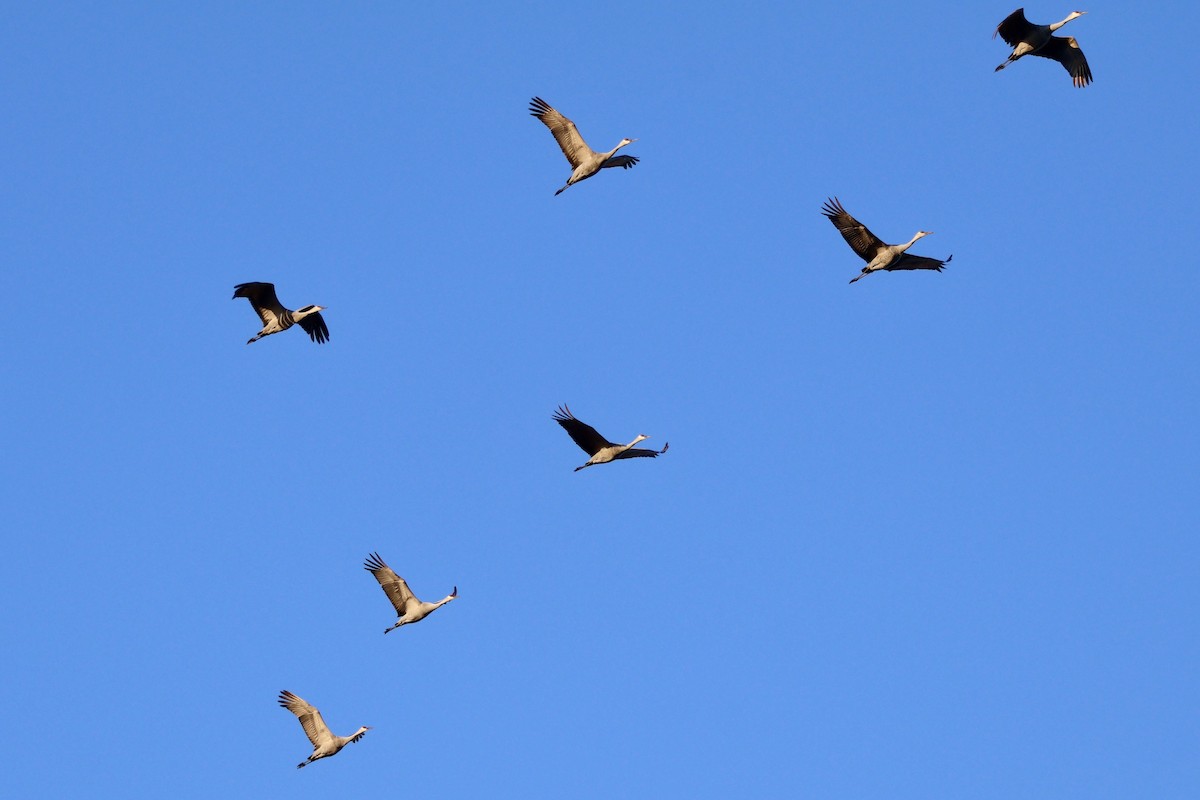 Sandhill Crane - ML646889635