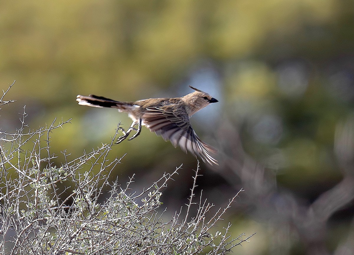 Chirruping Wedgebill - ML646889639