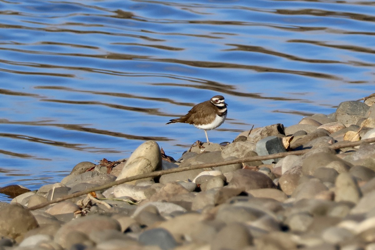 Killdeer - ML646889643