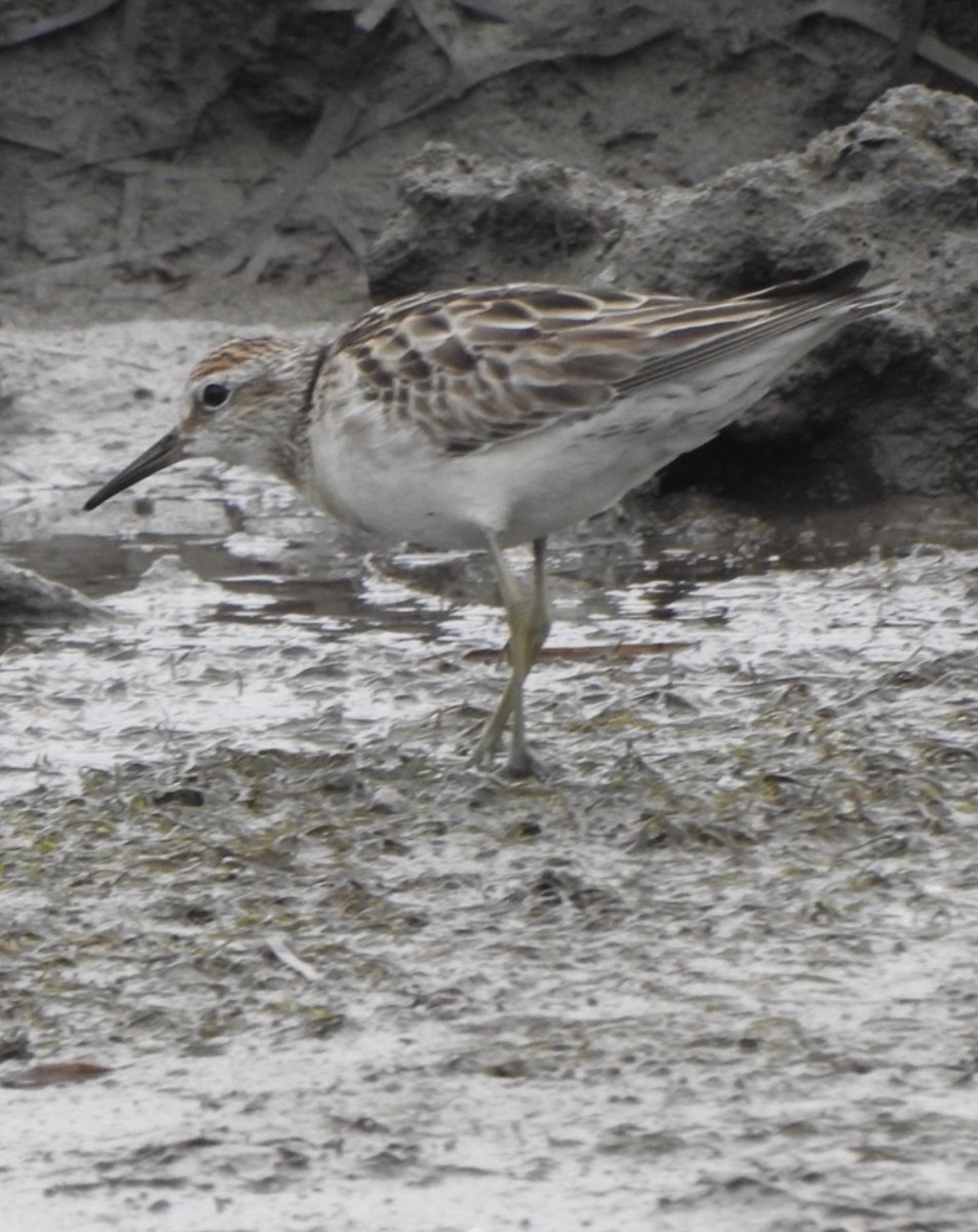 Sharp-tailed Sandpiper - ML646889644