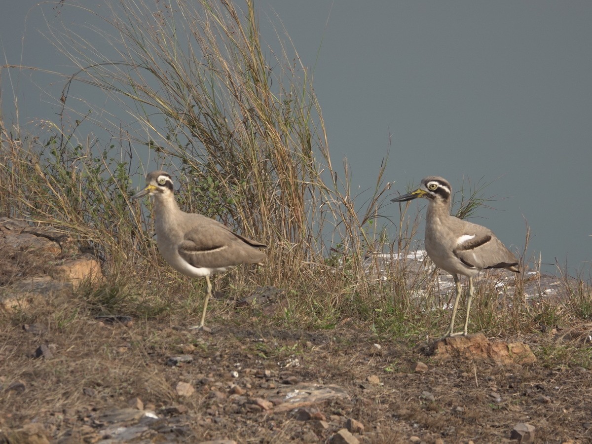 כרוון ענק - ML646889650