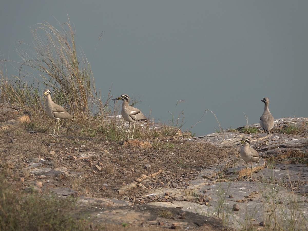 כרוון ענק - ML646889651