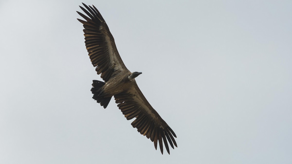 White-backed Vulture - ML646889655