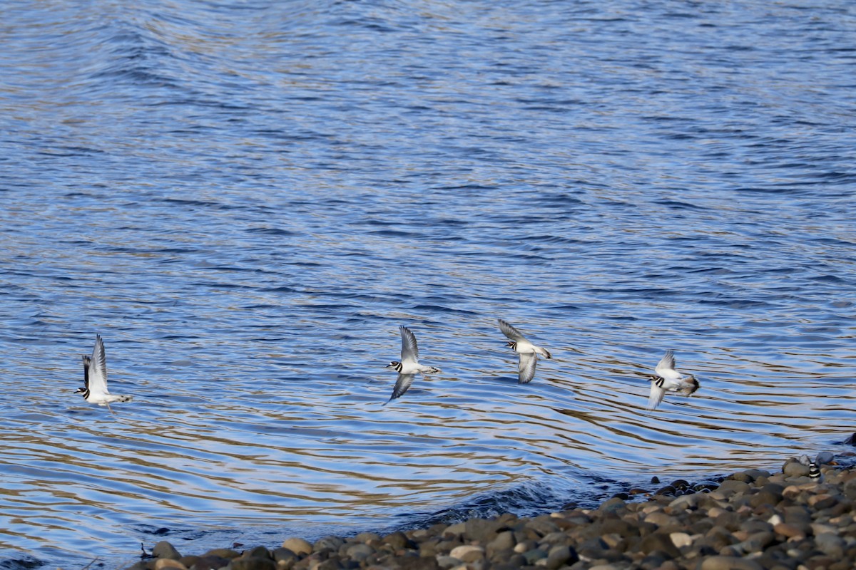 Killdeer - ML646889659