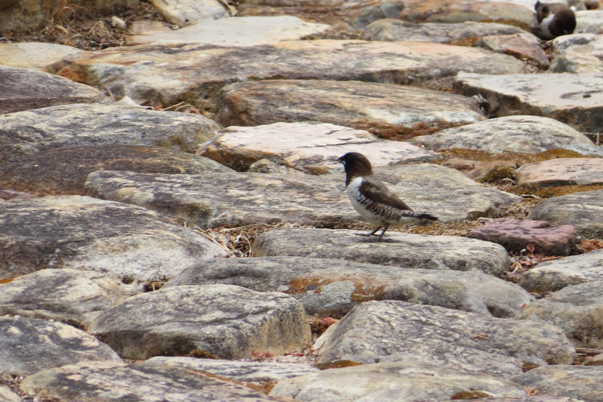 Bronze Mannikin - ML646889664