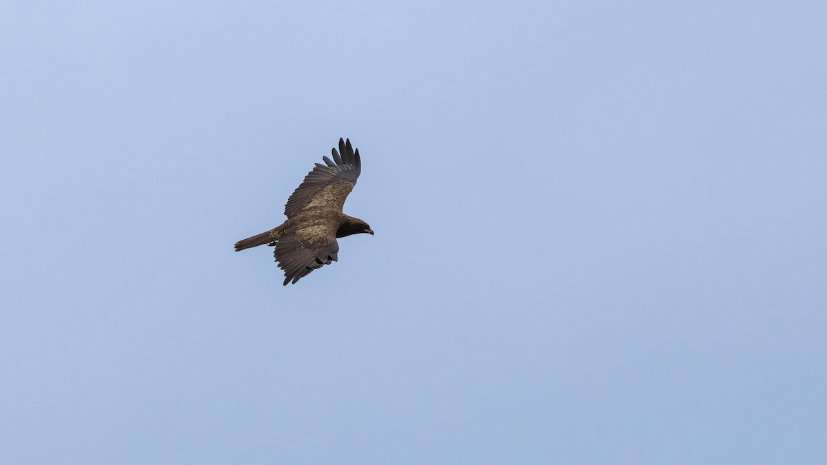 Wahlberg's Eagle - ML646889665