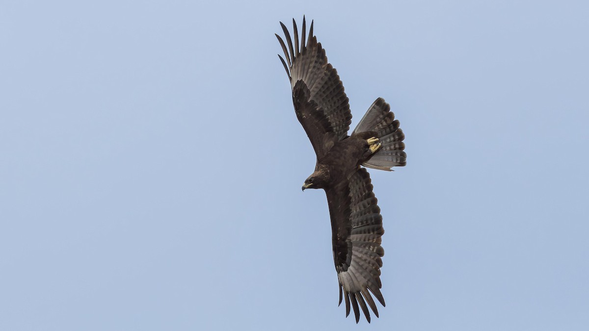 Wahlberg's Eagle - ML646889666