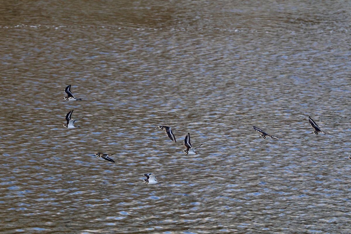 Killdeer - ML646889675