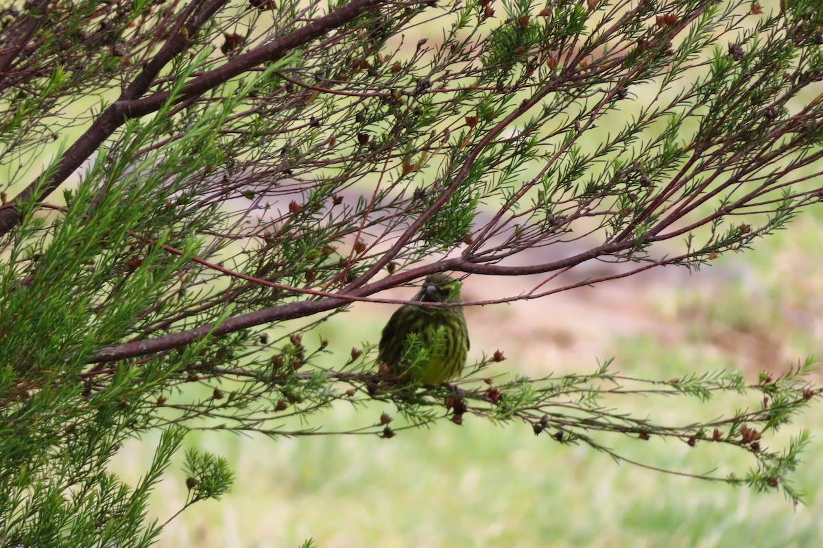 Forest Canary - ML646889677