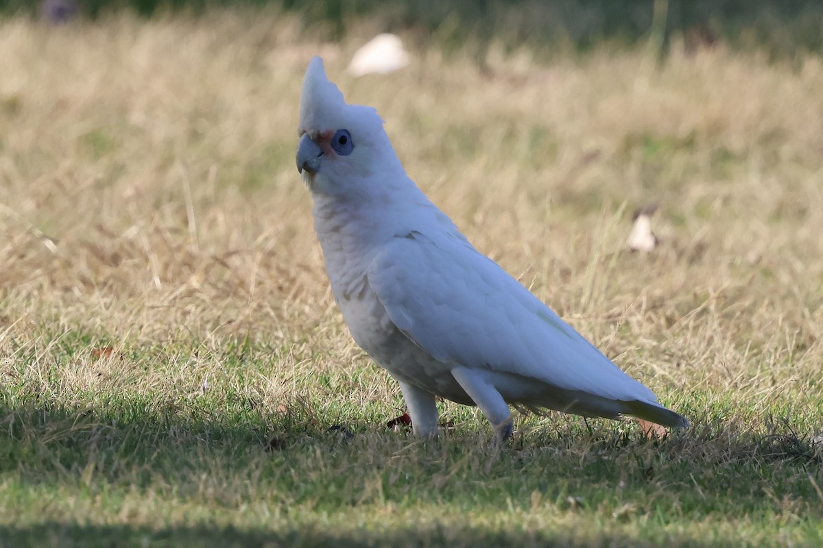 Nacktaugenkakadu - ML646889678
