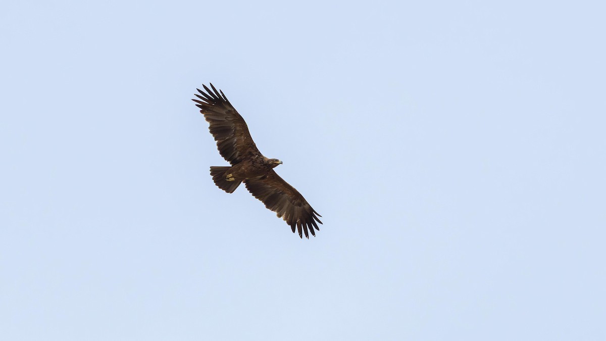 Tawny Eagle - ML646889681