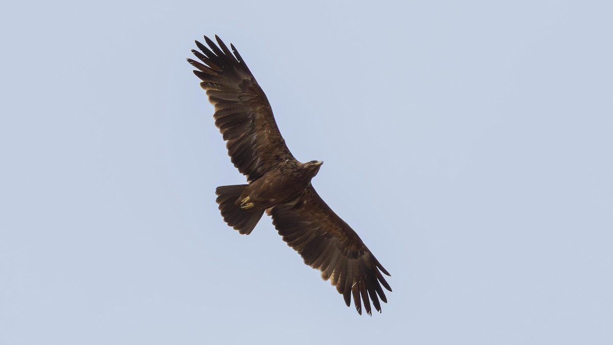 Tawny Eagle - ML646889682