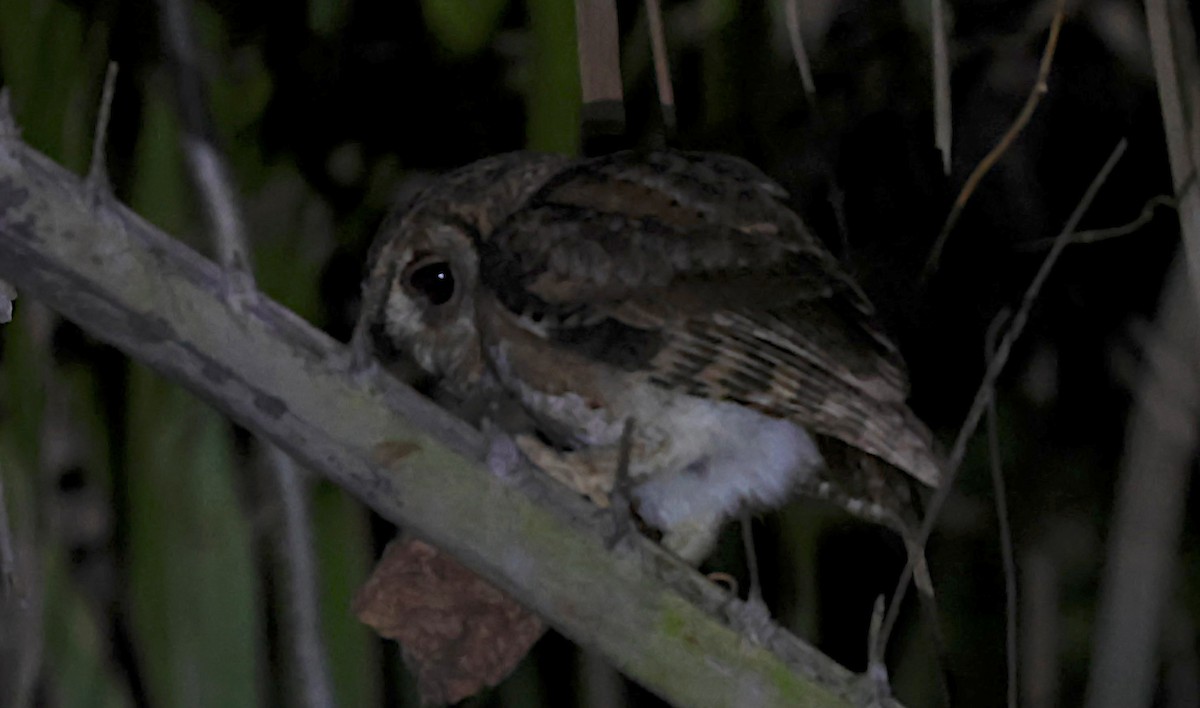 ヒガシオオコノハズク - ML646889686