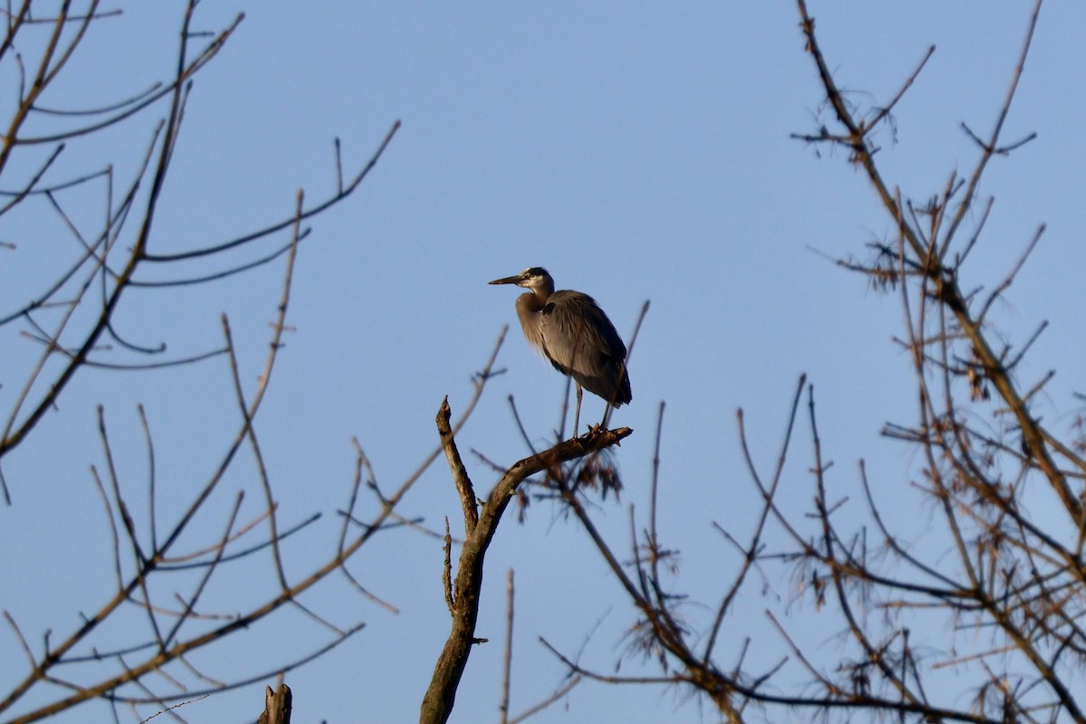Great Blue Heron - ML646889687
