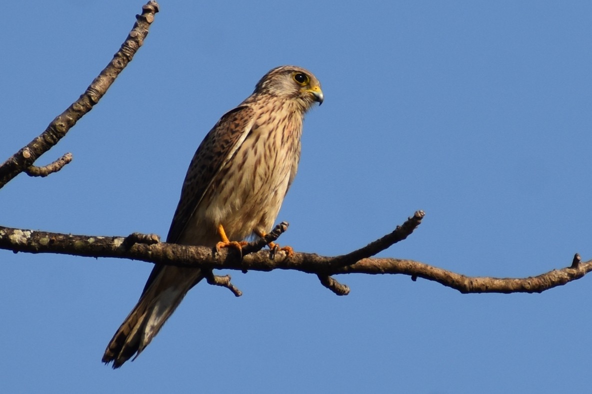 Belatz gorria - ML646889688