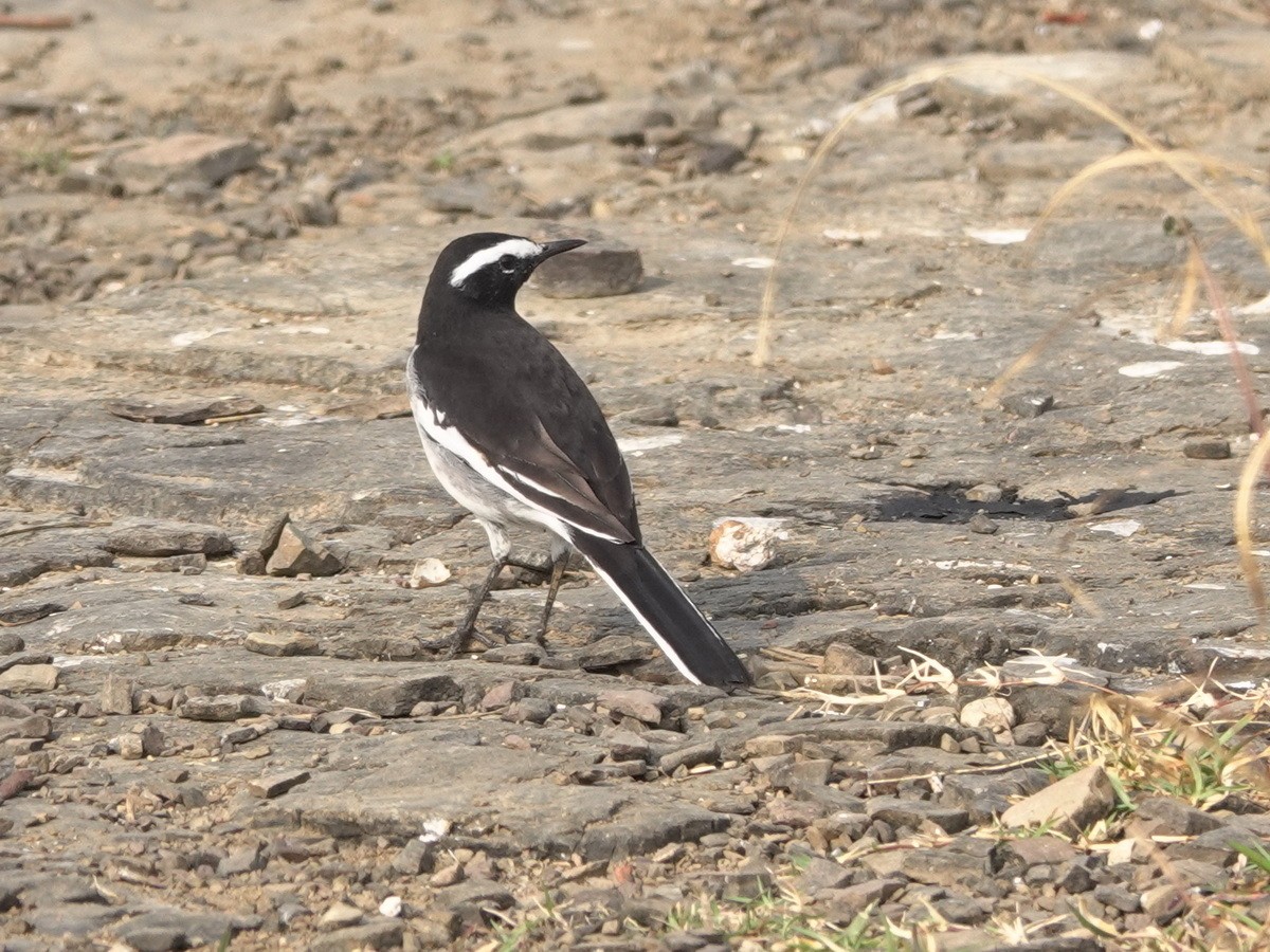 White-browed Wagtail - ML646889689
