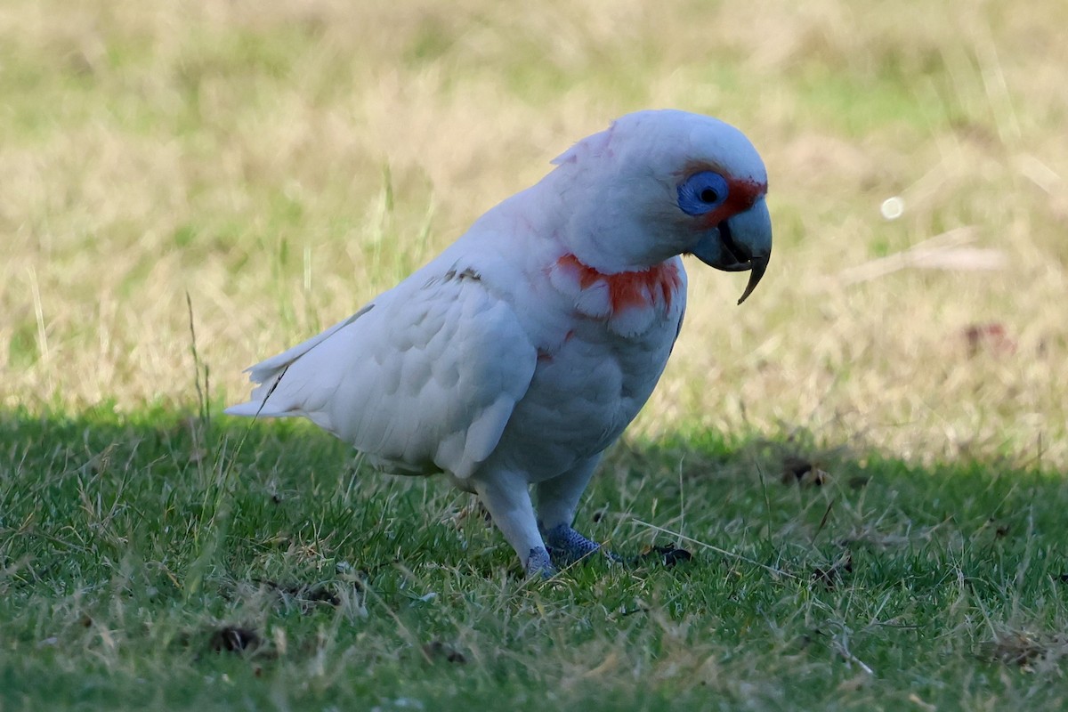 Nasenkakadu - ML646889690