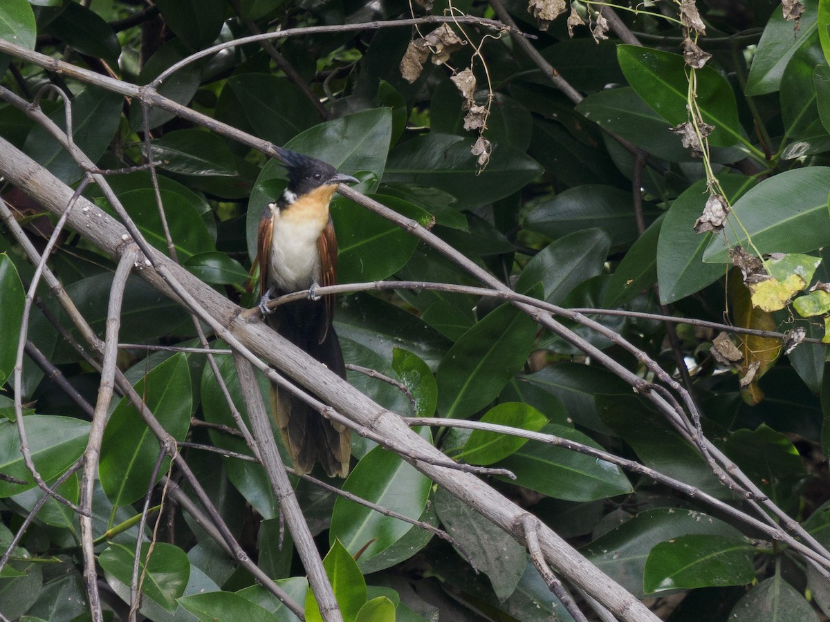 Chestnut-winged Cuckoo - ML646889696