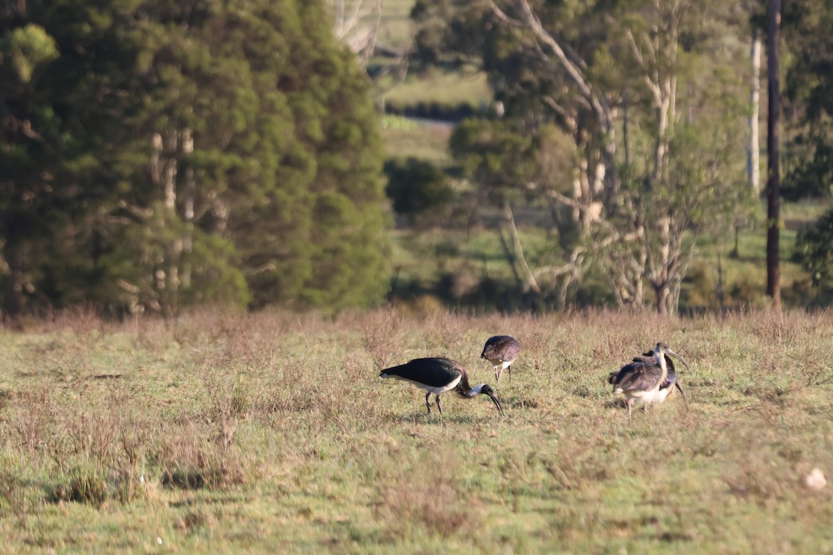 Straw-necked Ibis - ML646889698