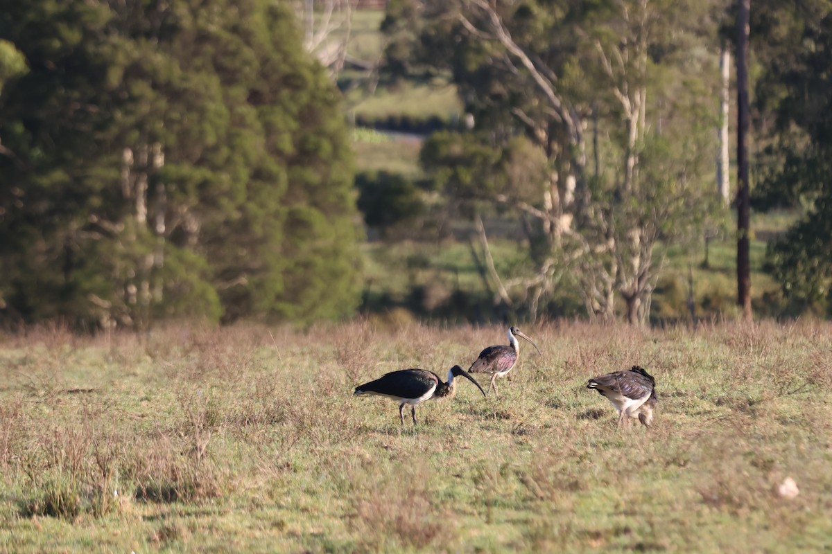 Straw-necked Ibis - ML646889699