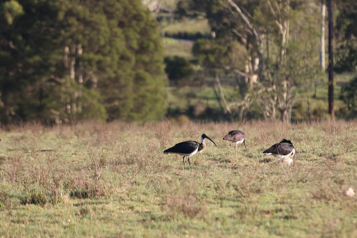 Straw-necked Ibis - ML646889700