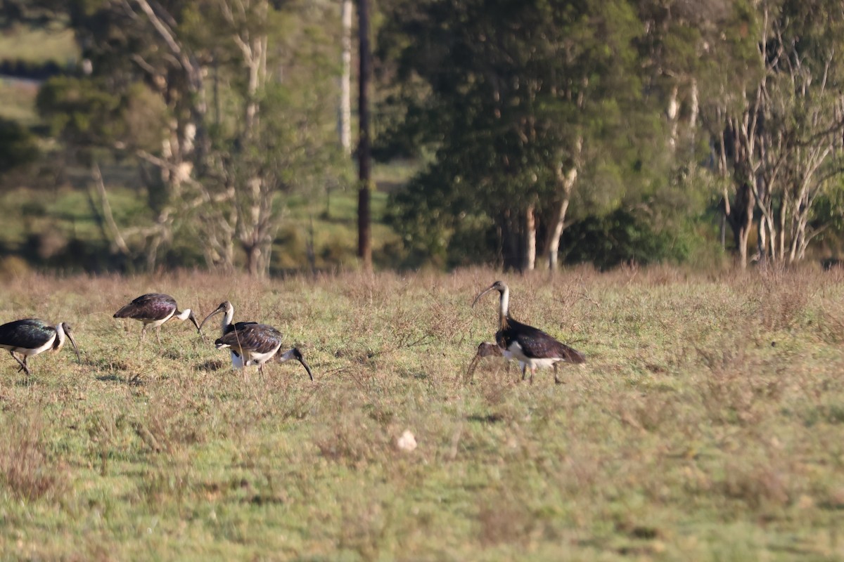 Straw-necked Ibis - ML646889701