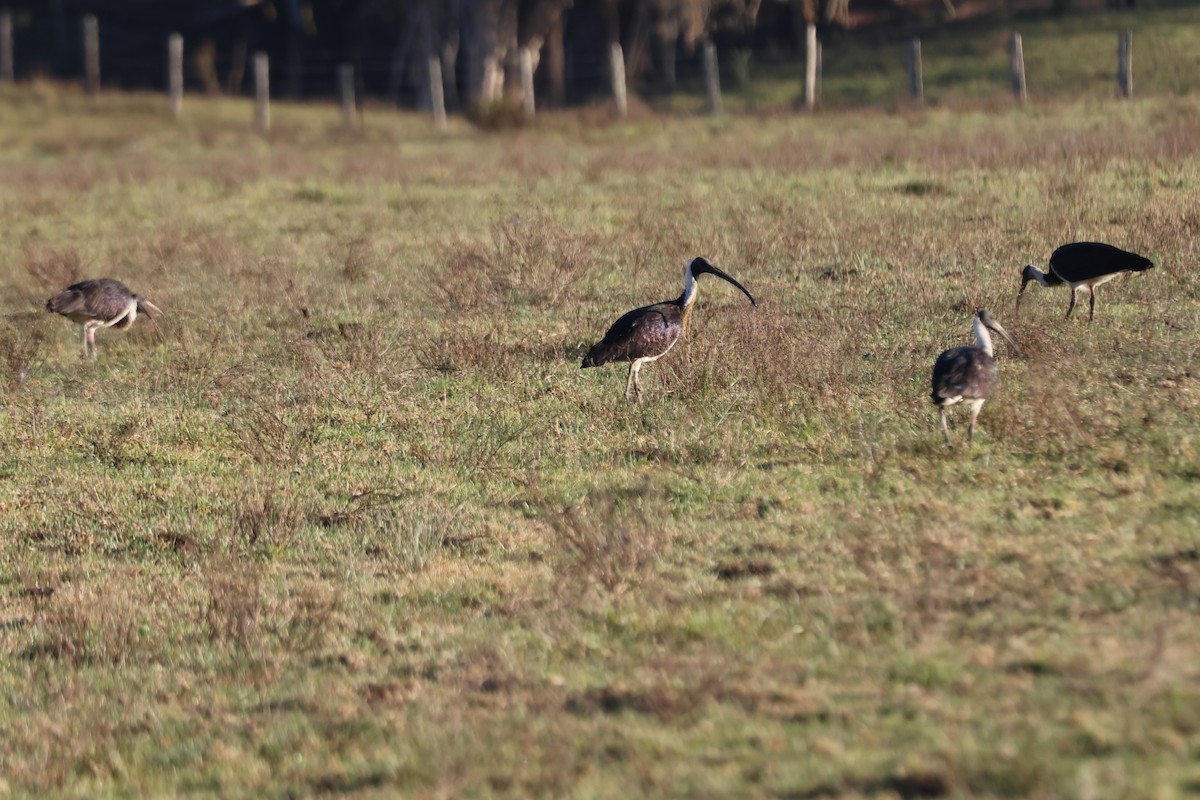Straw-necked Ibis - ML646889702