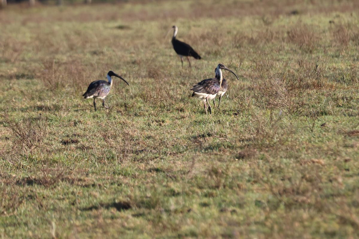 Straw-necked Ibis - ML646889703