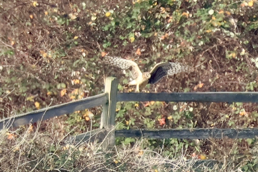 Northern Harrier - ML646889711