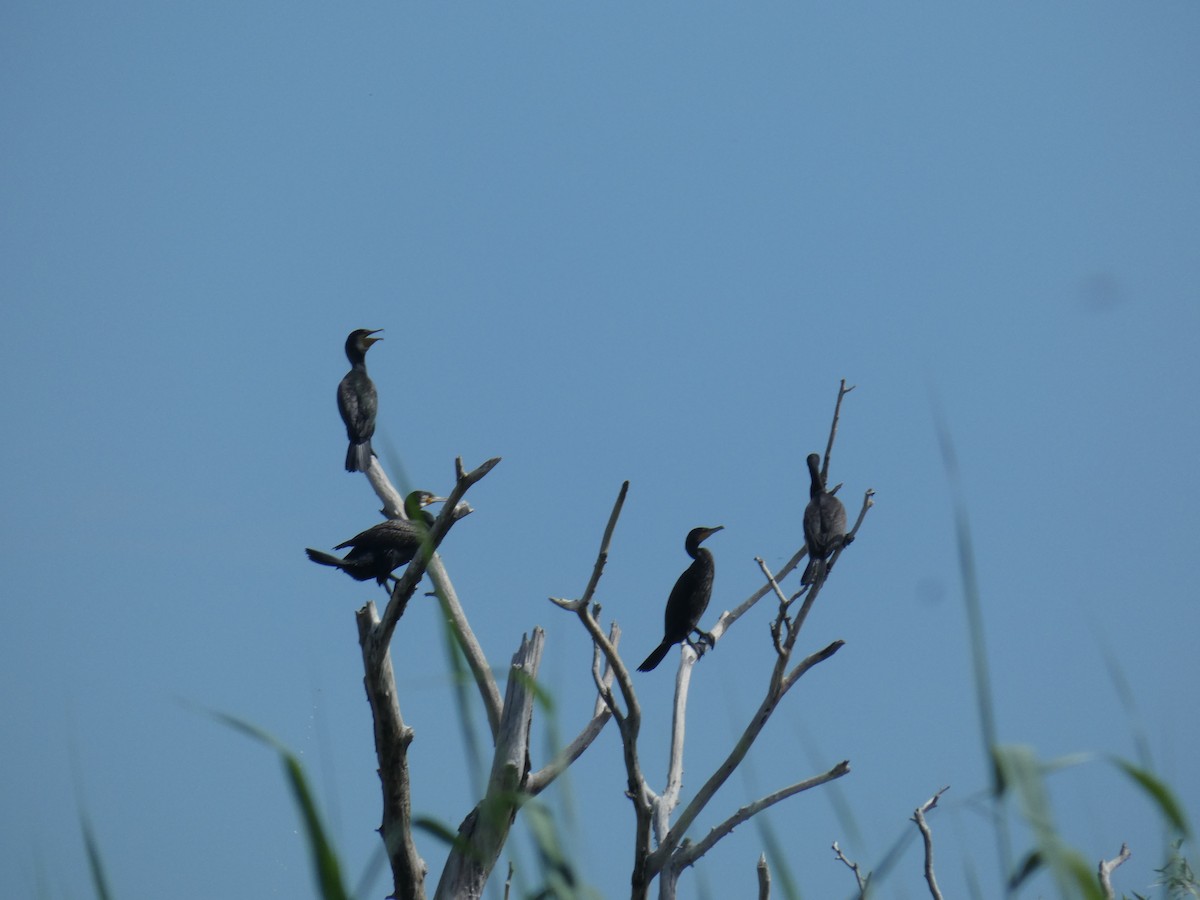 kormorán velký - ML646889712