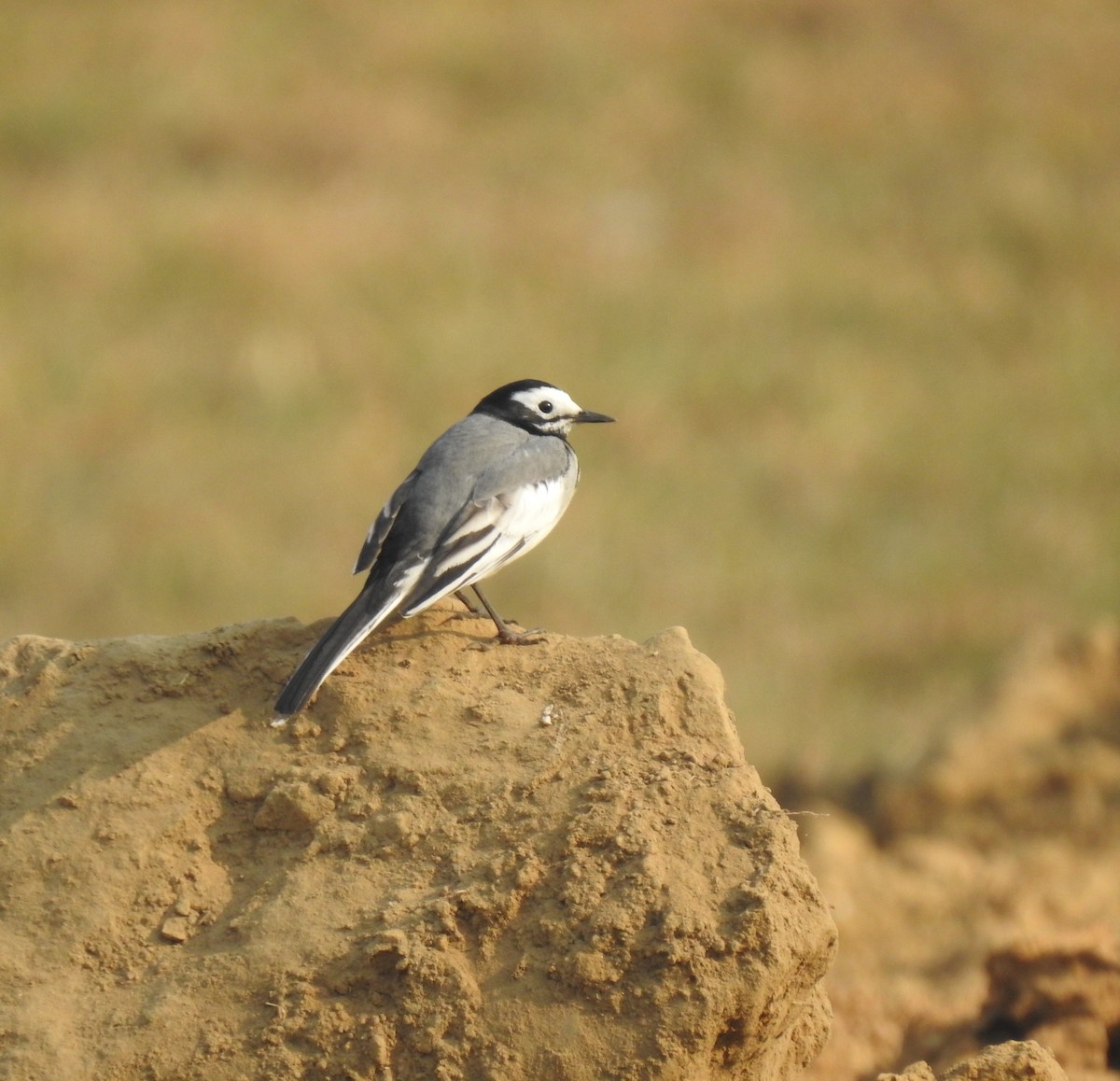 Хөх цэгцгий - ML646889719