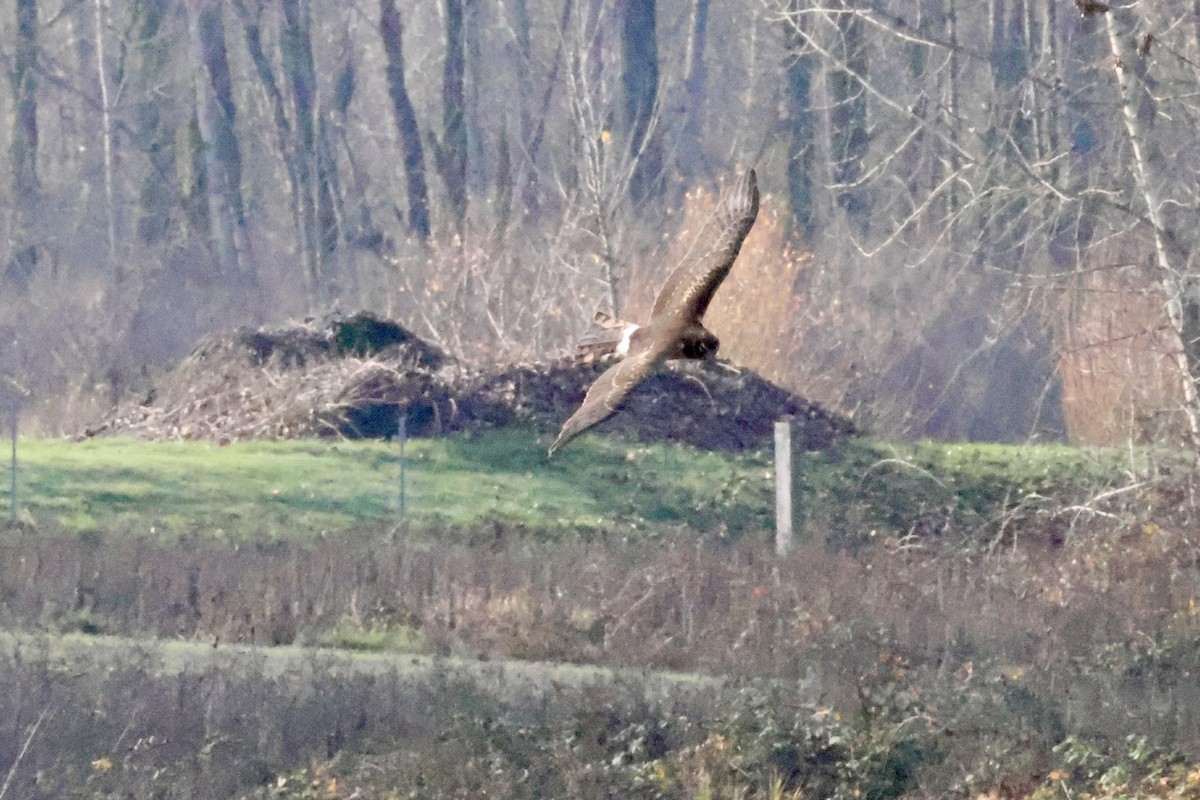 Northern Harrier - ML646889720