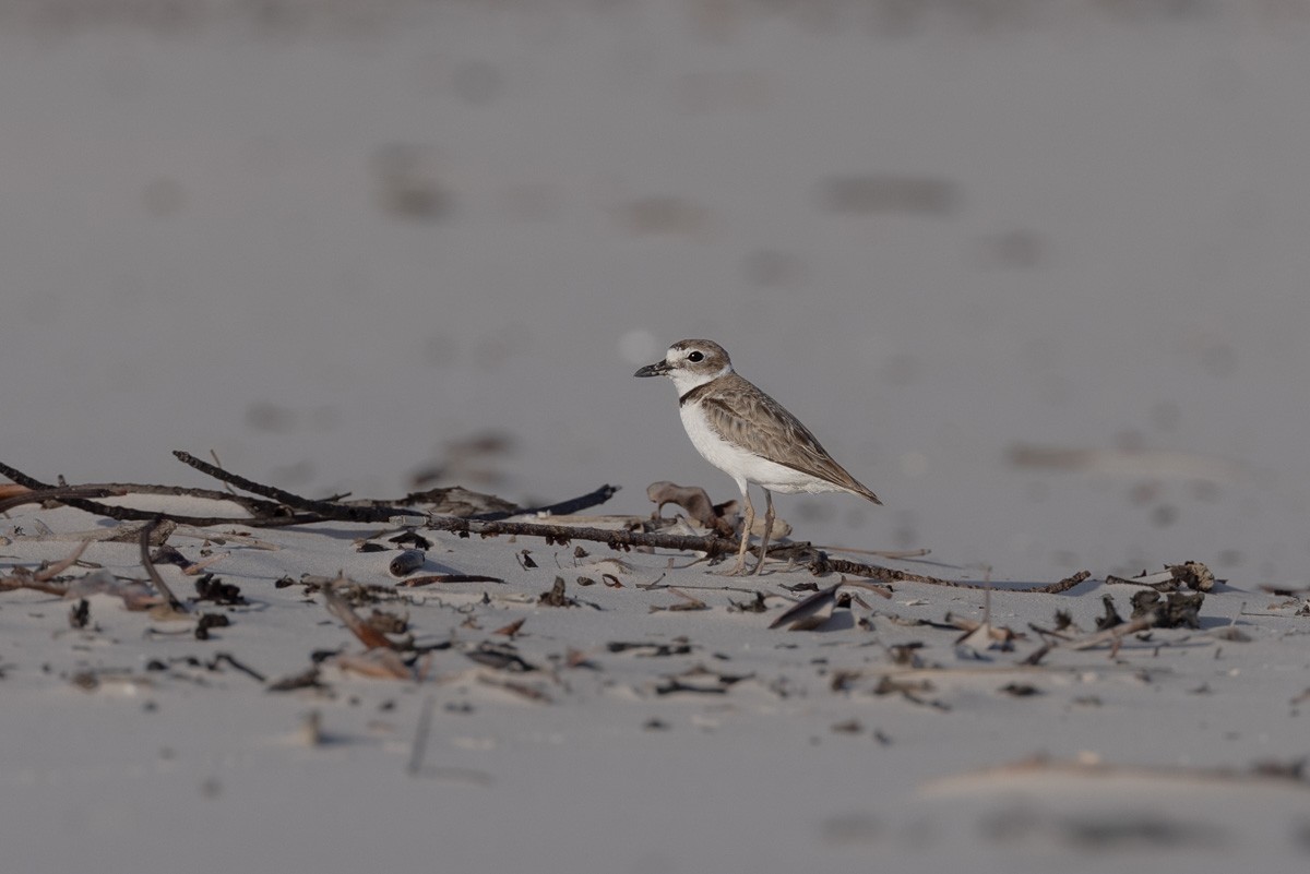 Wilsonregenpfeifer - ML646889721