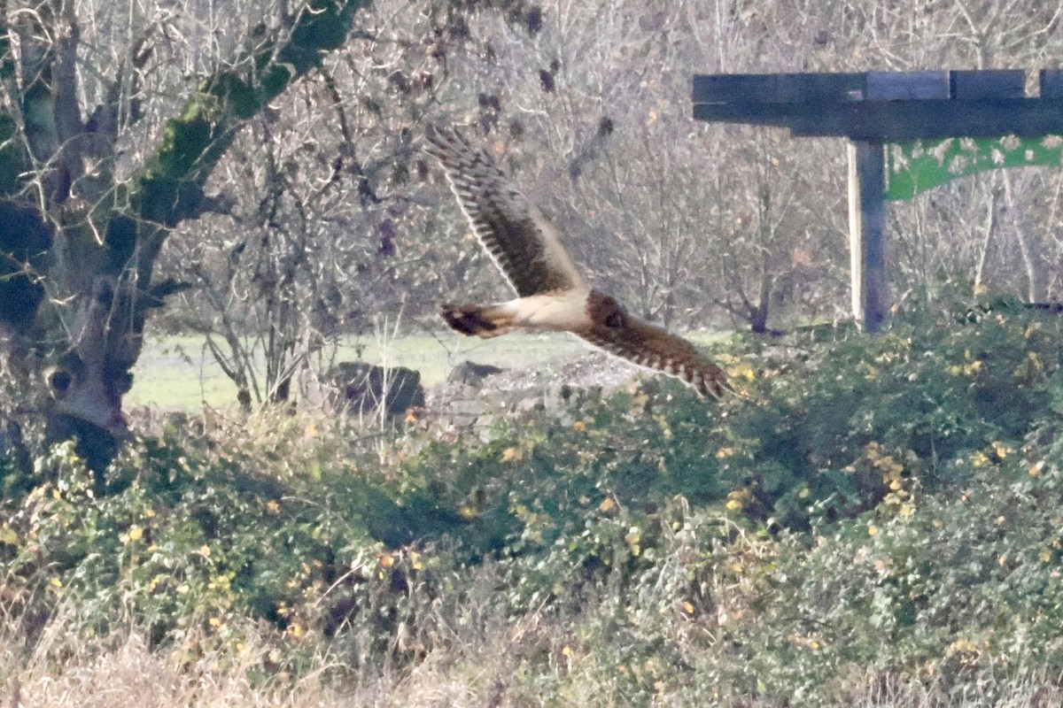 Northern Harrier - ML646889728
