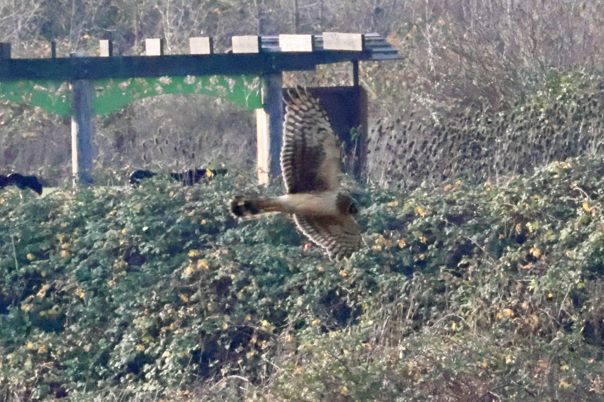 Northern Harrier - ML646889735