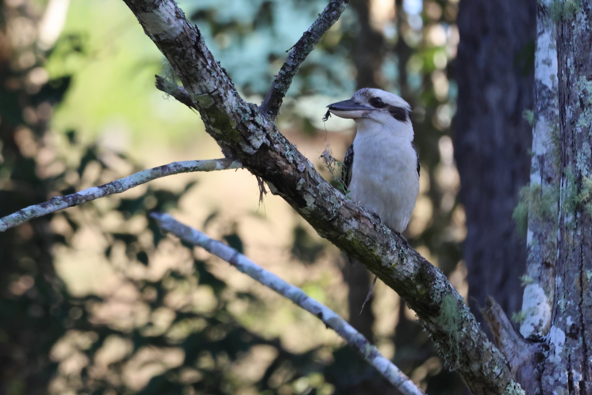 Laughing Kookaburra - ML646889736