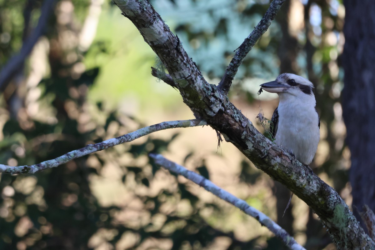 Laughing Kookaburra - ML646889737