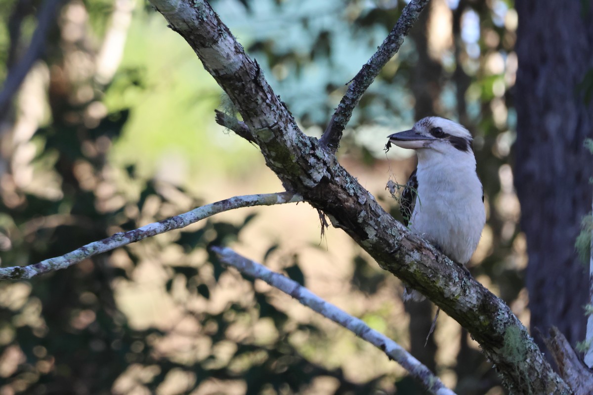 Laughing Kookaburra - ML646889738