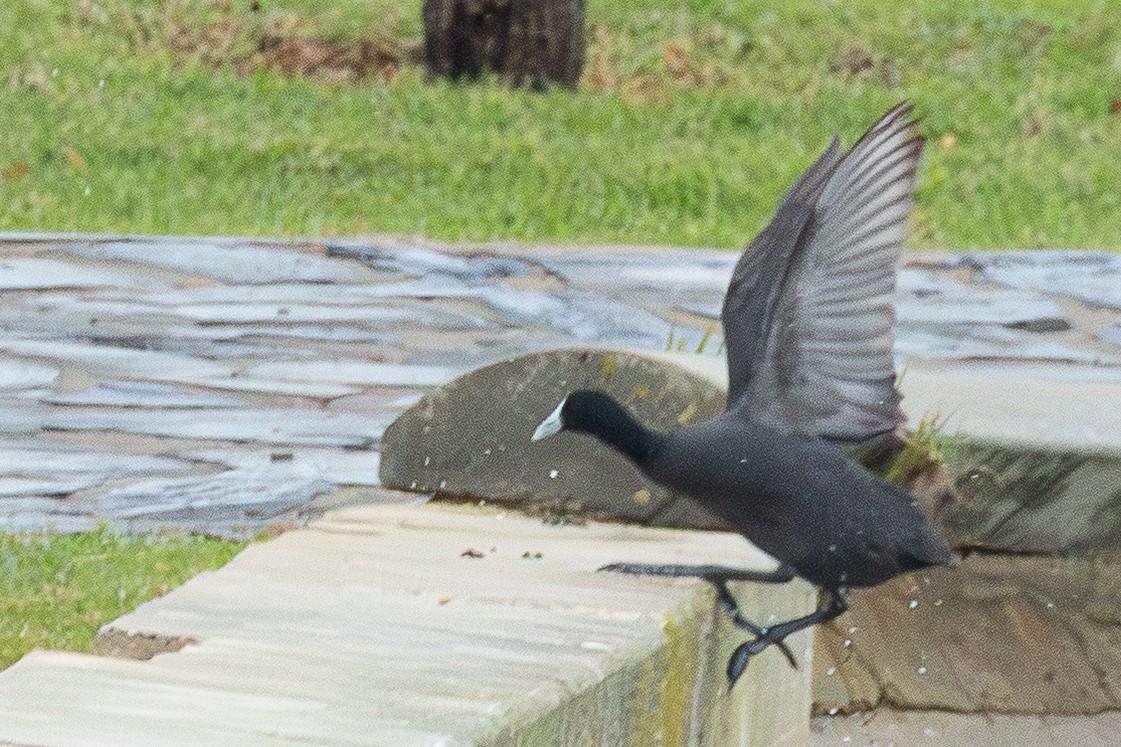 Red-knobbed Coot - ML646889743