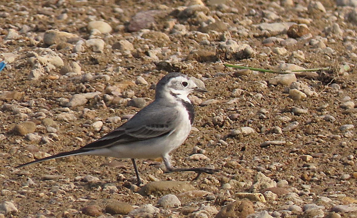 Хөх цэгцгий - ML646889747