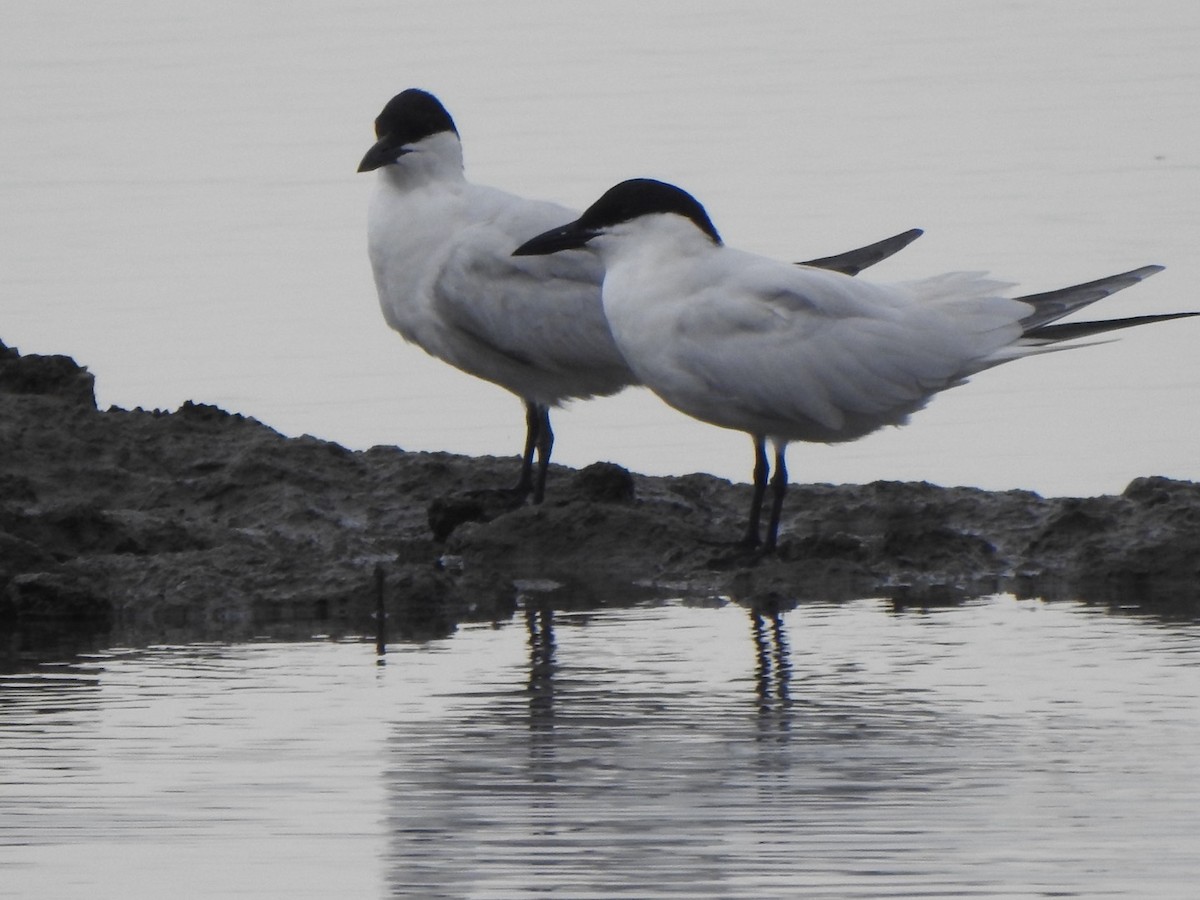 Australian Tern - ML646889756