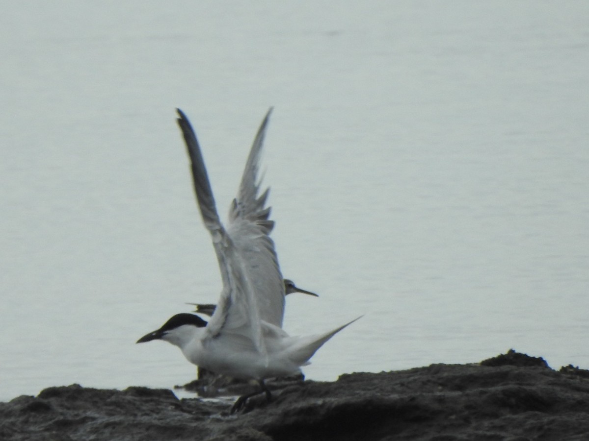 Australian Tern - ML646889757