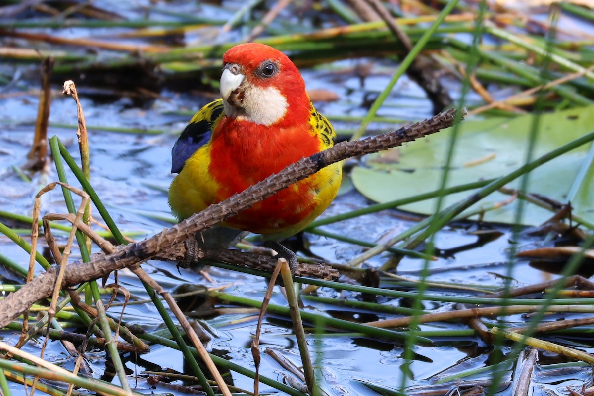 Eastern Rosella - ML646889758