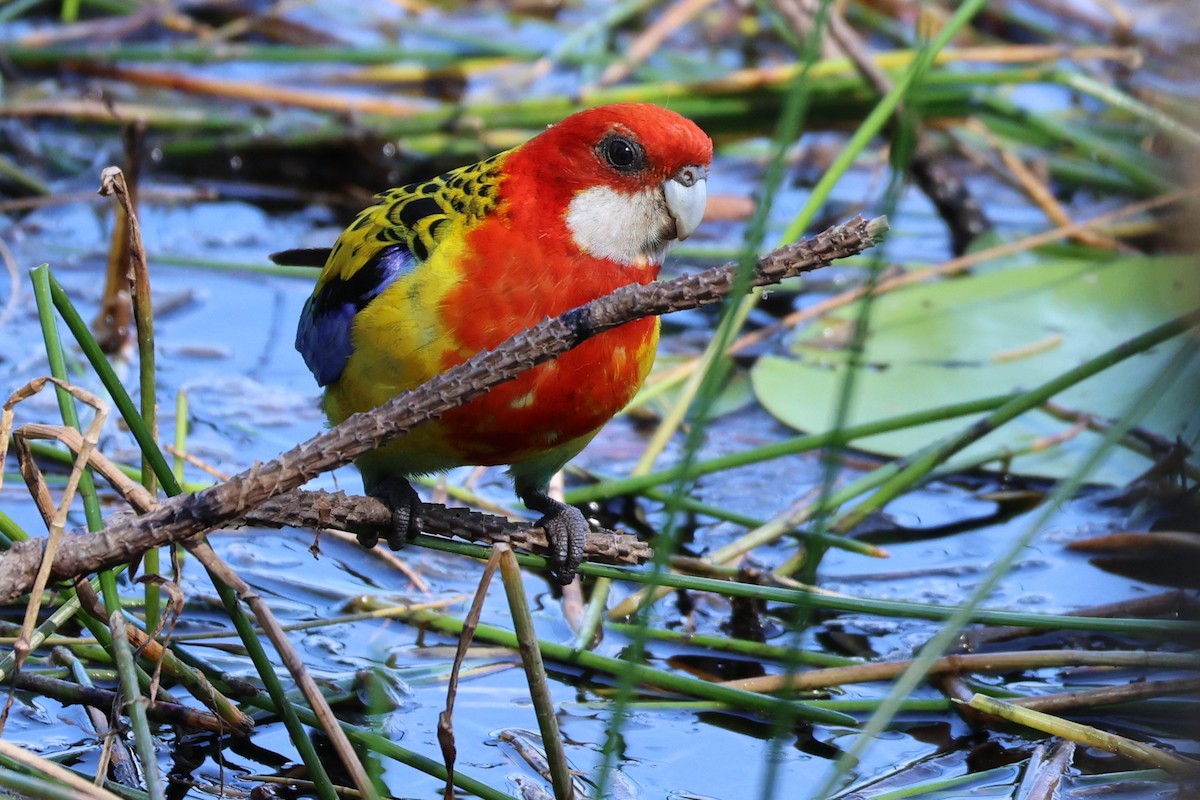 Eastern Rosella - ML646889759