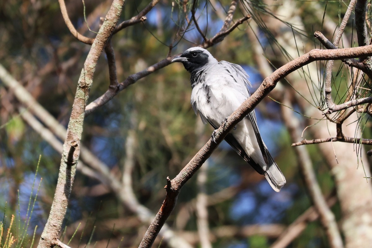 Black-faced Cuckooshrike - ML646889768