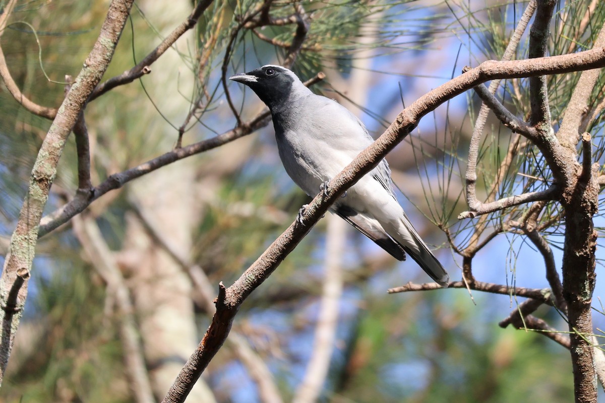 Black-faced Cuckooshrike - ML646889769