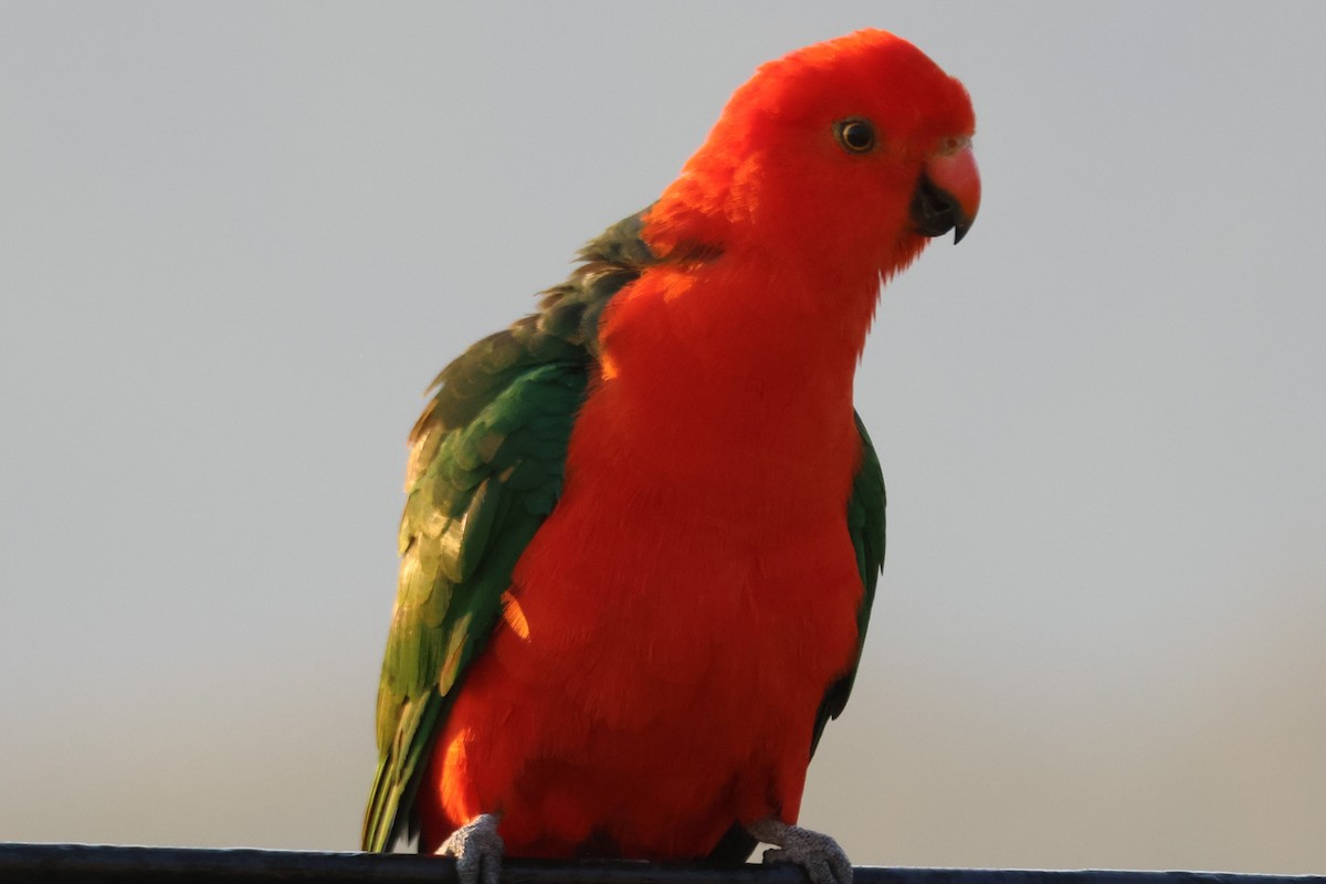 Australian King-Parrot - ML646889778