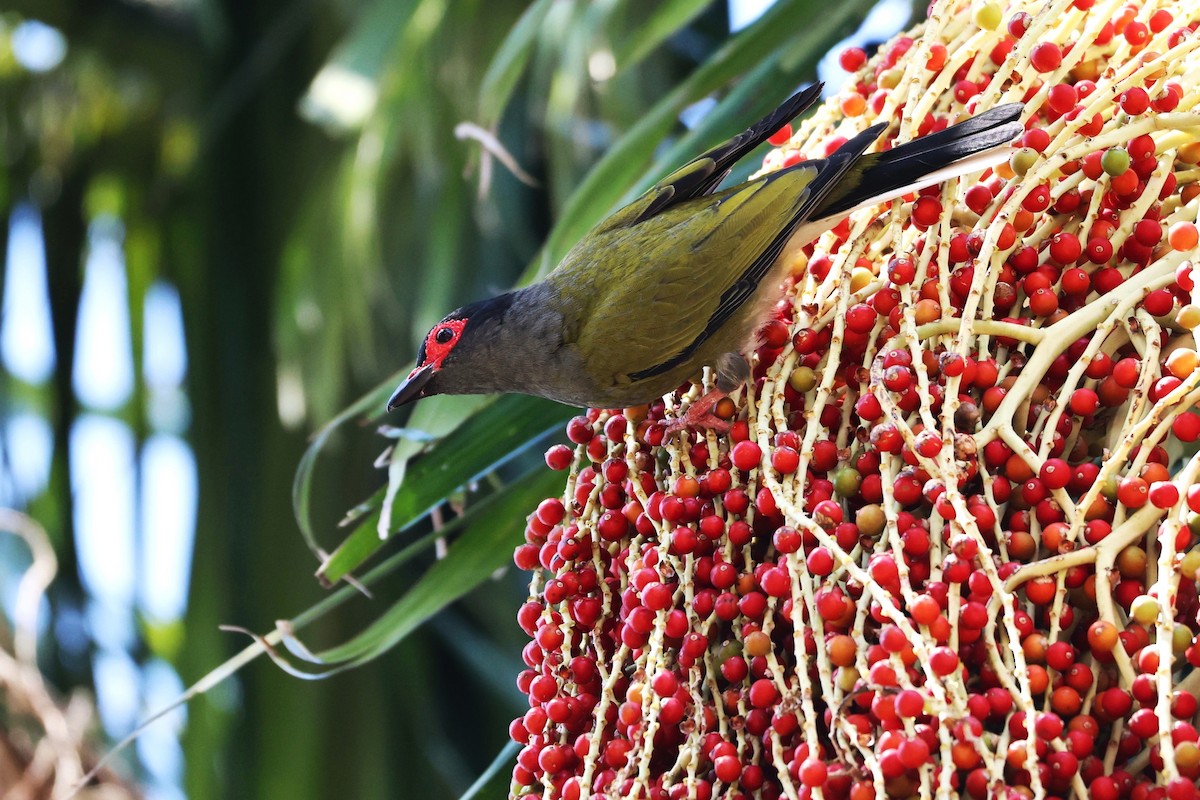 Australasian Figbird - ML646889784